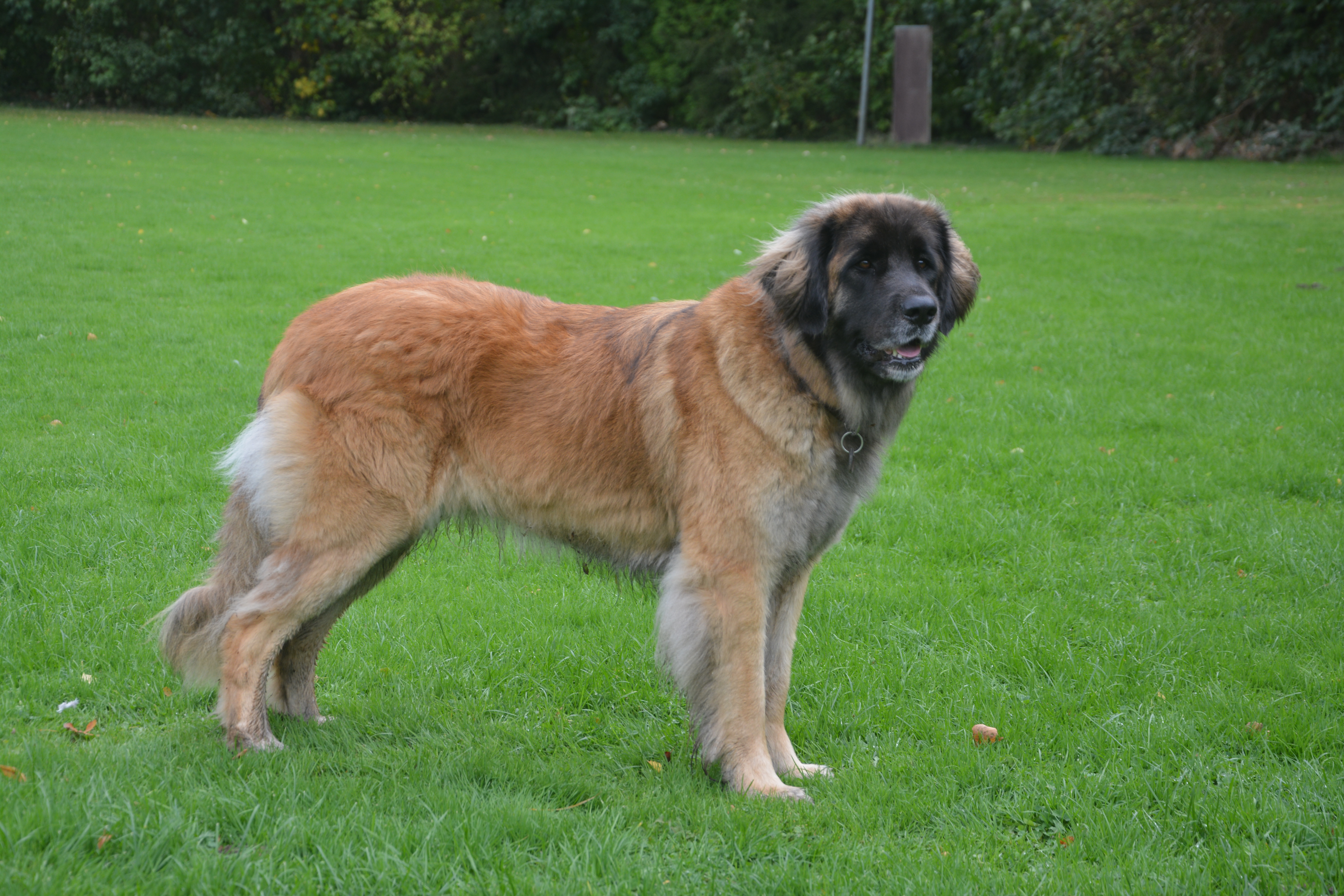 Edda Lowe von der Rudelsburg 1