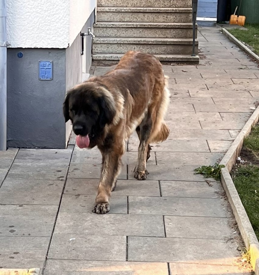 Cosima vom Lonetal 7